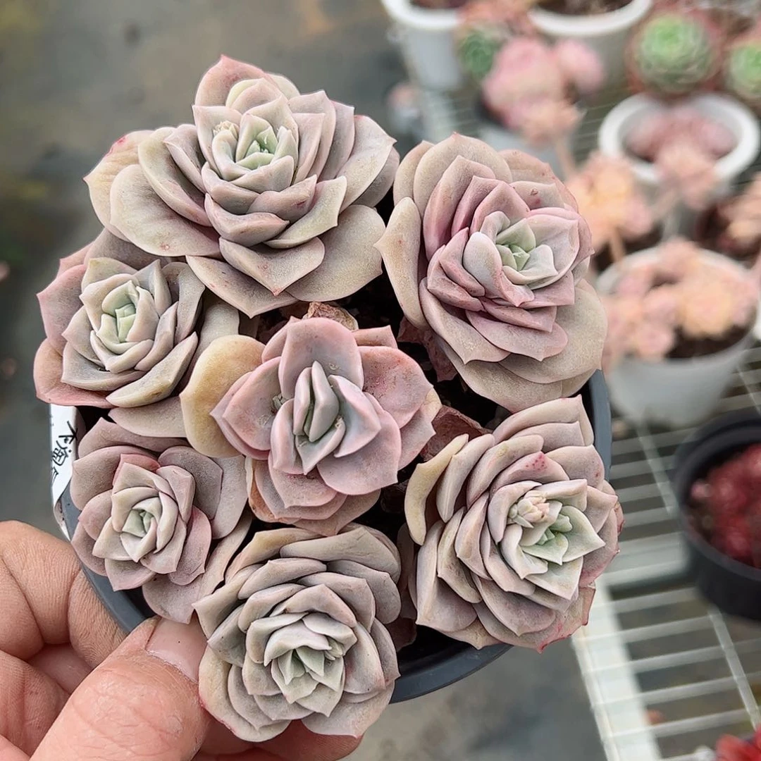 可爱玫瑰散装带盆土七头起