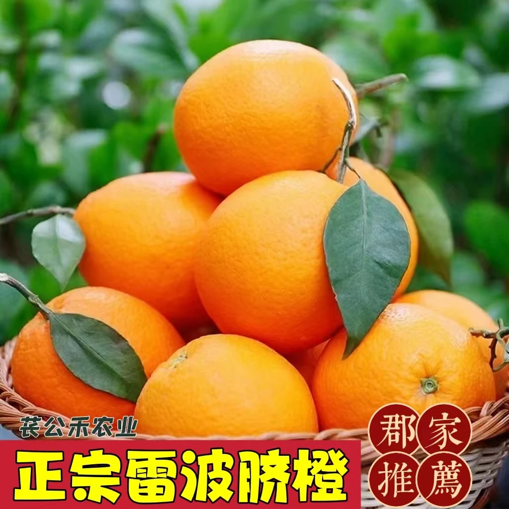 苌公禾【郡家】正宗雷波脐橙自然纯甜高山脐橙果肉饱满果香浓郁