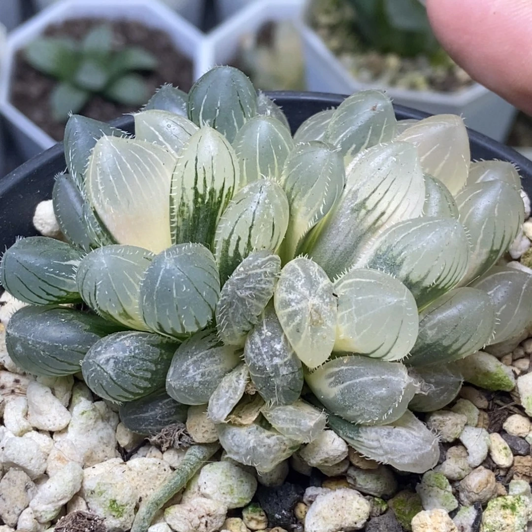 双头天狼星一头糊斑一头阴阳锦