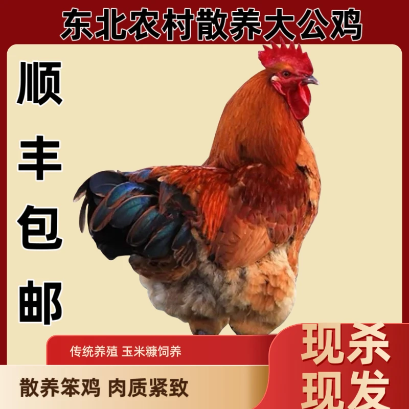 东北农村散养大公鸡2只共8斤带全内脏心 肝 胗
