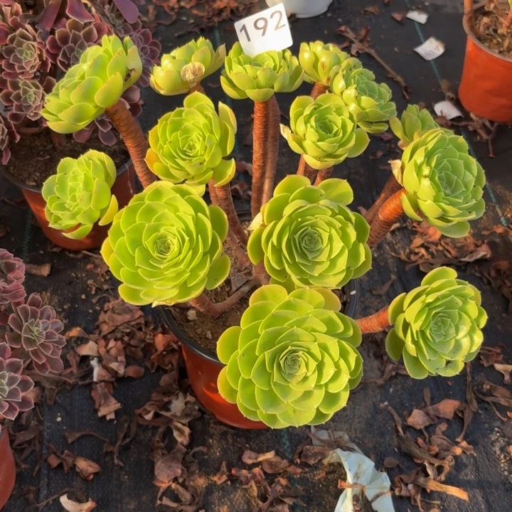 圣罗兰多肉植物不包损192