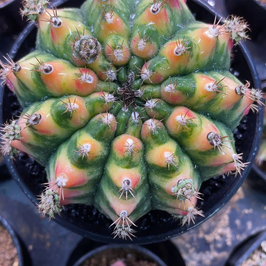 1-拿玻璃艺术9厘米