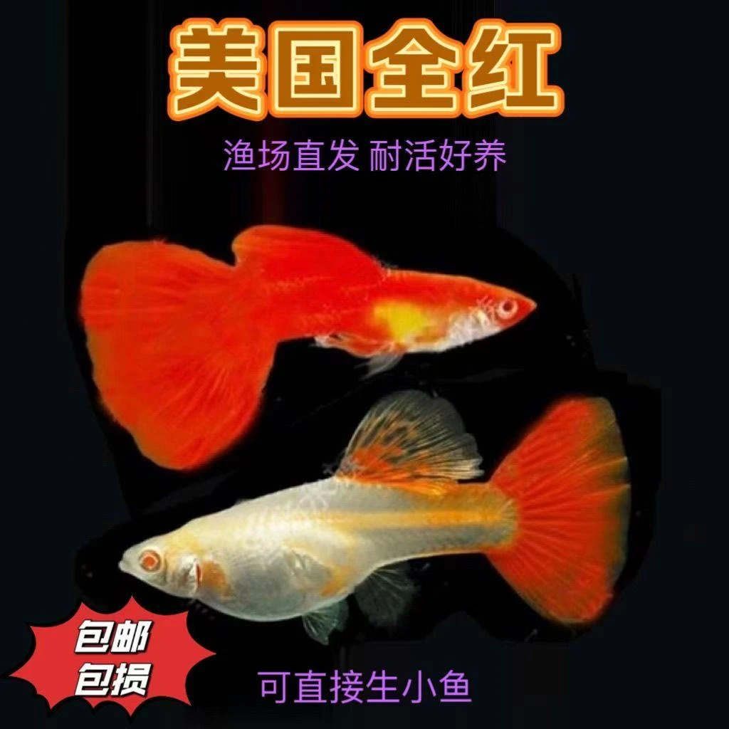 热带鱼美国全红小型鱼好养孔雀鱼纯种大尾巴胎生耐活好养