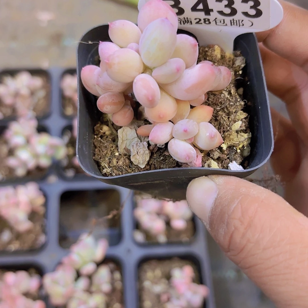 B433苹果奶一物一拍