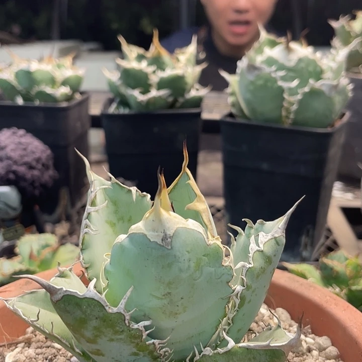 蓝肌子播3333333333