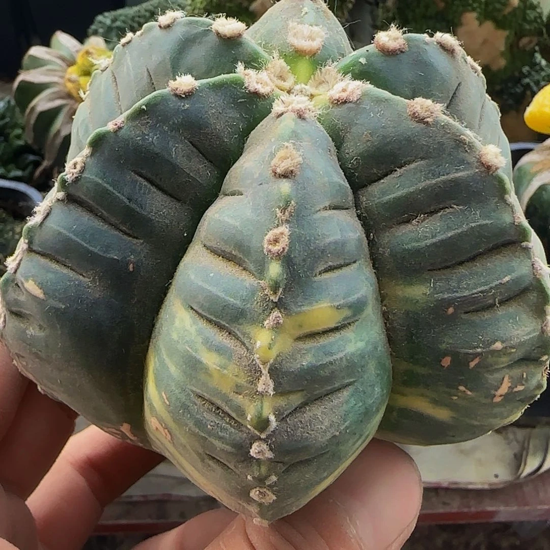龟甲鸾040 仙人球开花