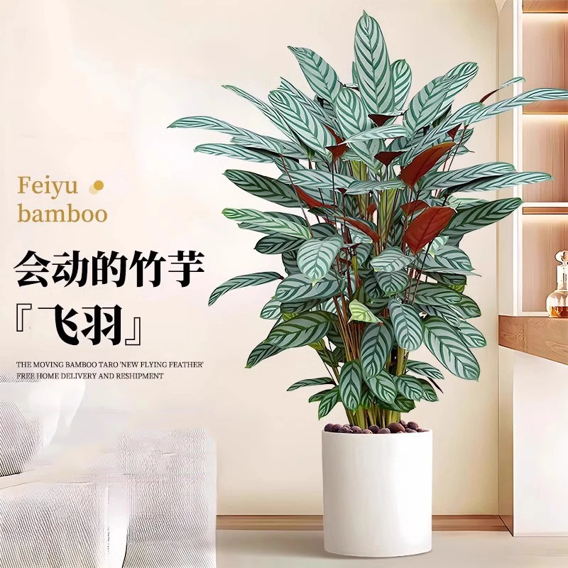 飞羽竹芋盆栽绿植物北欧风高档观叶网红净化空气室内耐阴好养活花