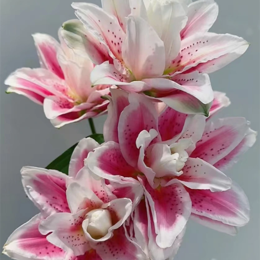 【火星之恋】重瓣浓香型百合【气温原因，上色不均匀，介意勿拍】