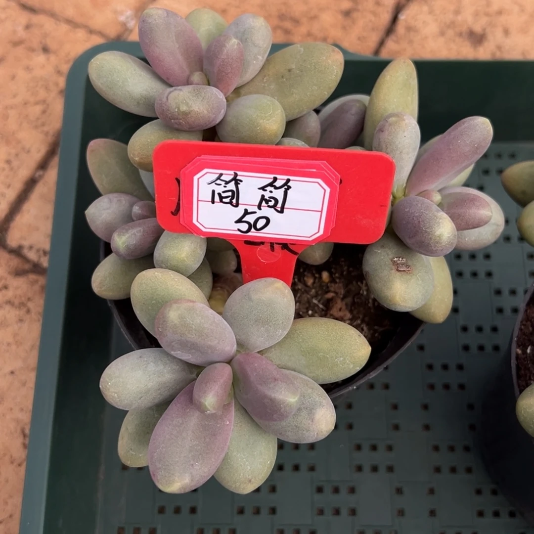 简***单简简50。