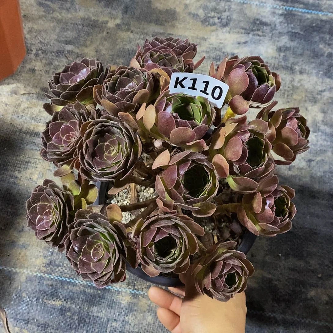 110赤焰莲丛林55555555555