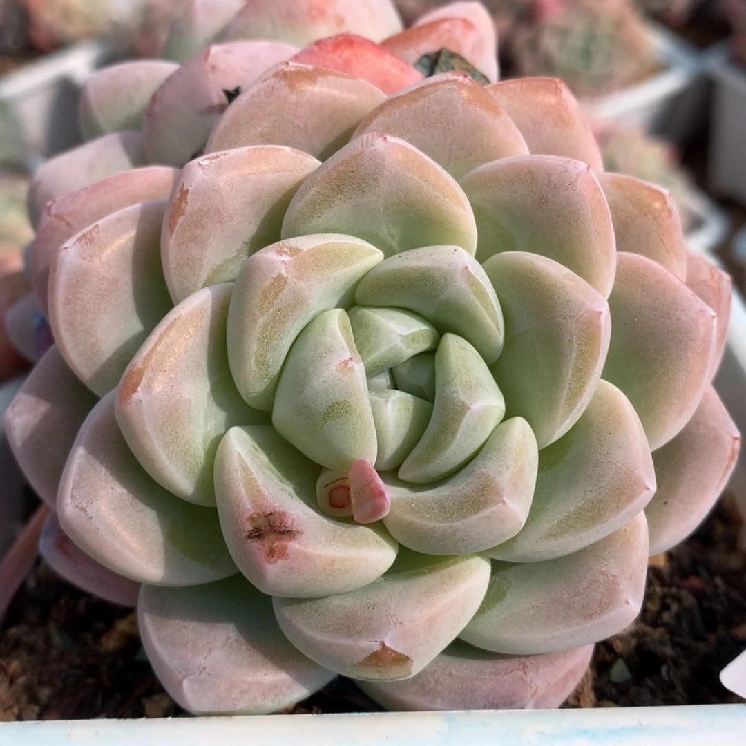 0222-79 冰玉老桩