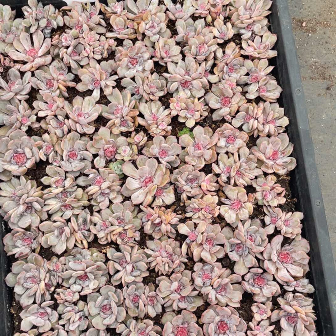 辞***镜云糖心多肉植物512