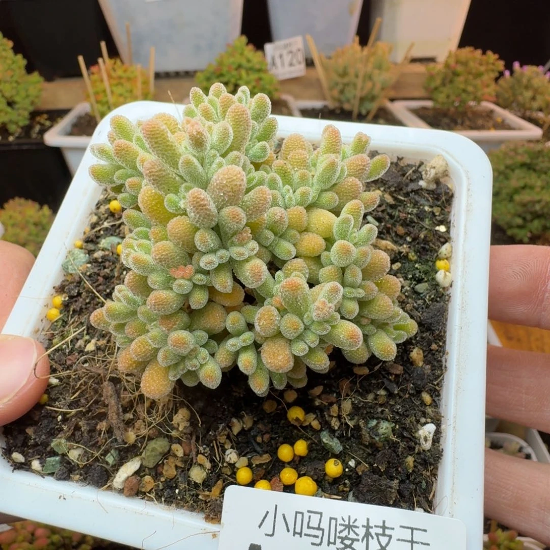 黄橙冰晶杂 一物一拍