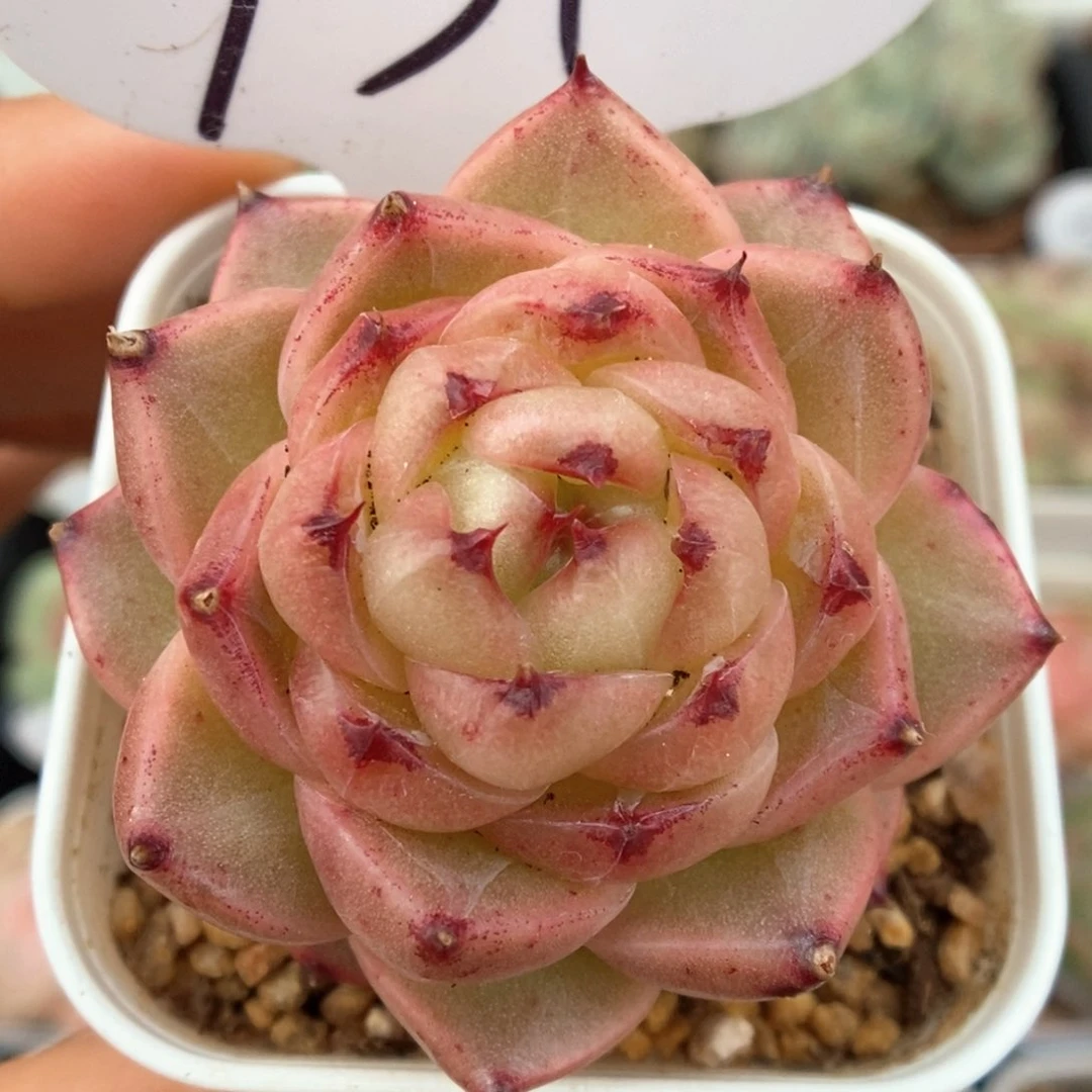 润玉珍妮可拍931号。