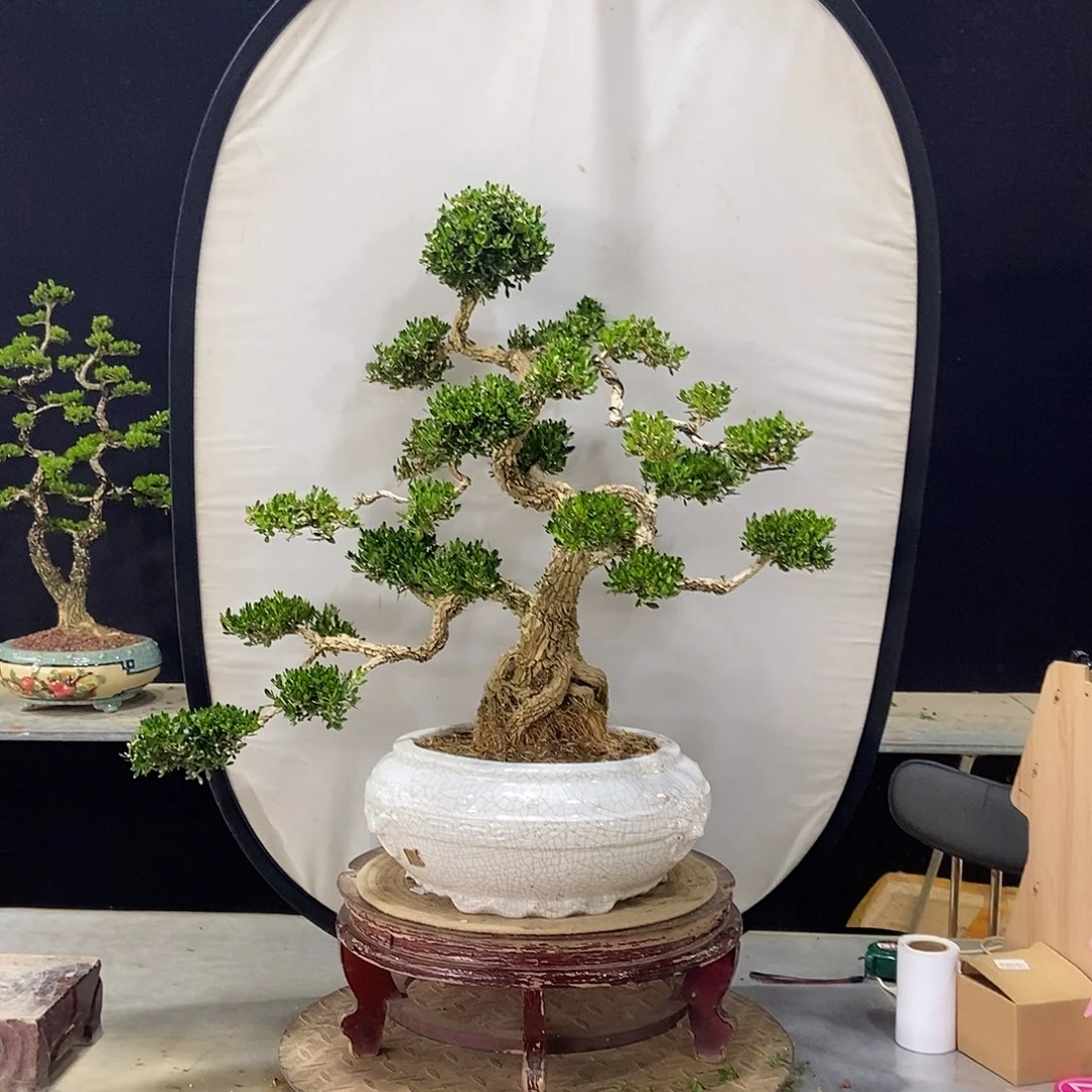 当前无花朵，栽培后可花朵
