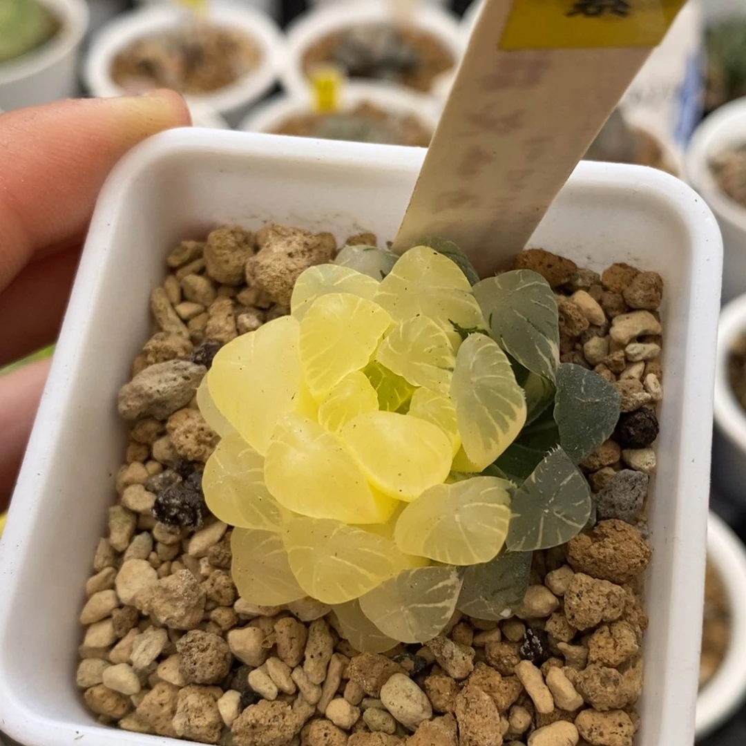 494玉露多肉植物提取物