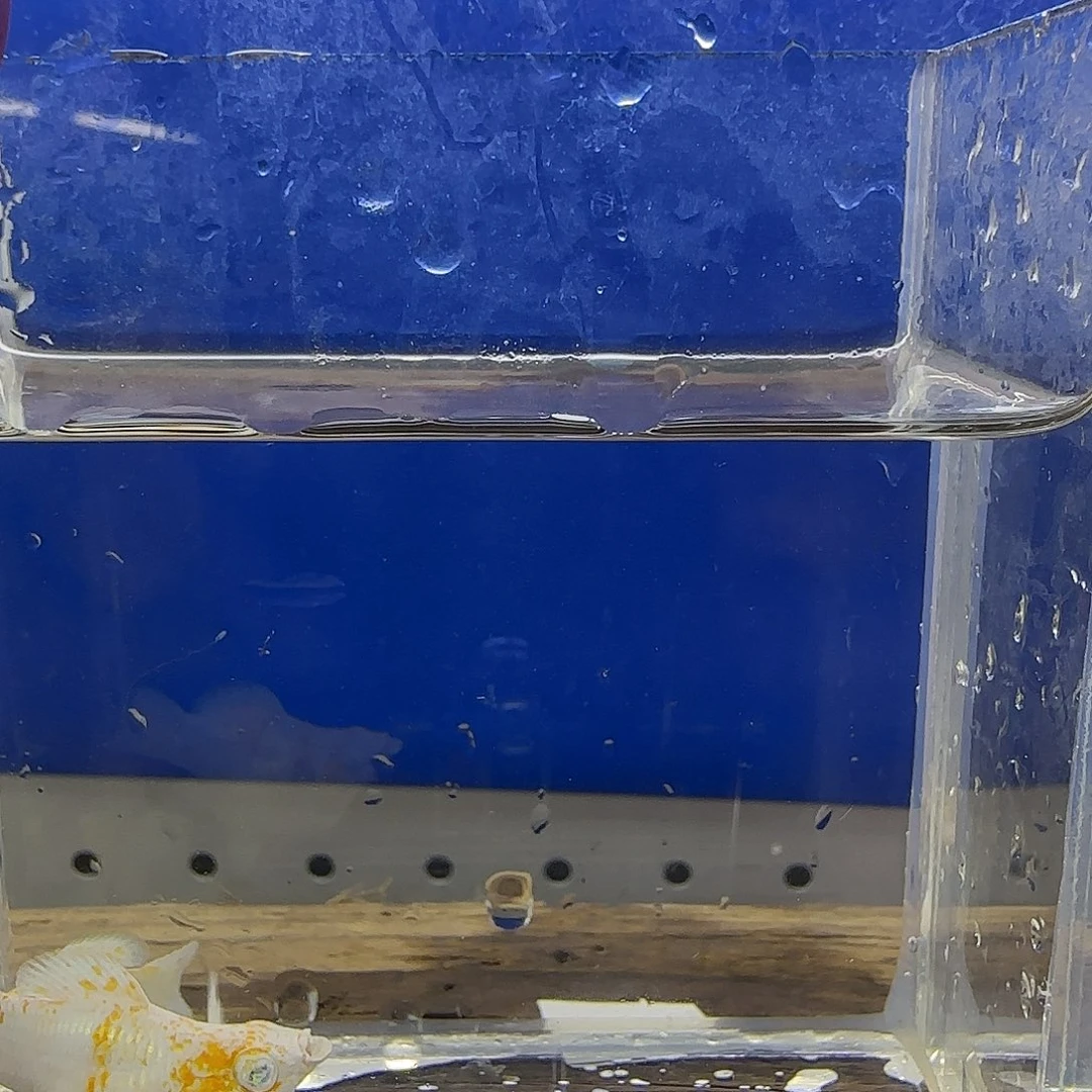 黑玛丽鱼樱花钻眼14号