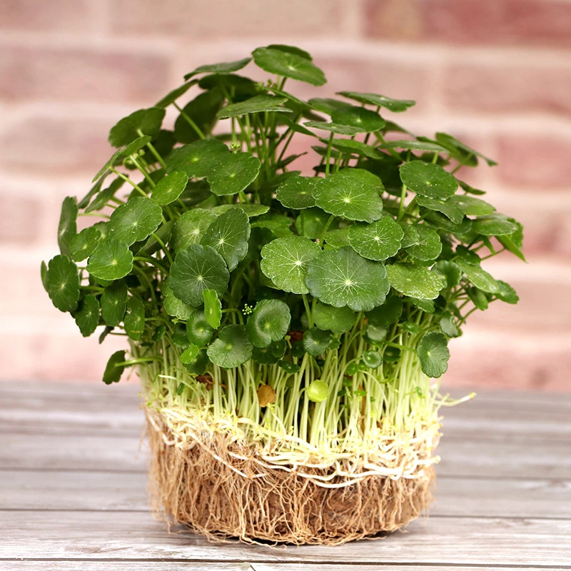 四季好养水培盆栽植物办公室内桌面小绿植花卉水养金钱草
