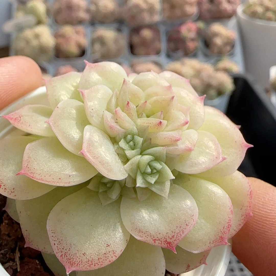 【闪购商品】0219-70优选麦杆