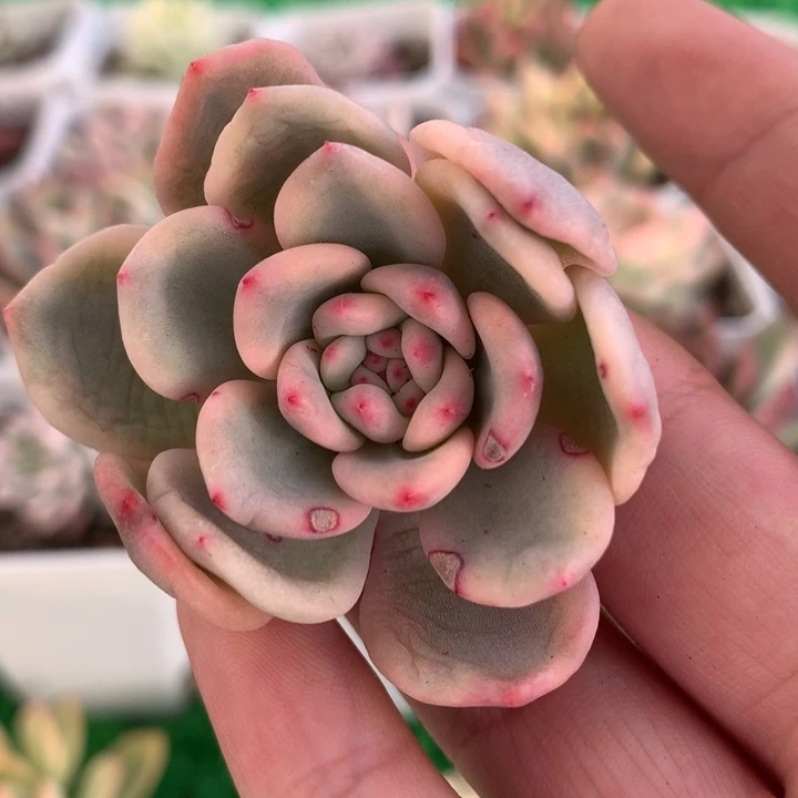 爱丽尔锦，锦哥多肉