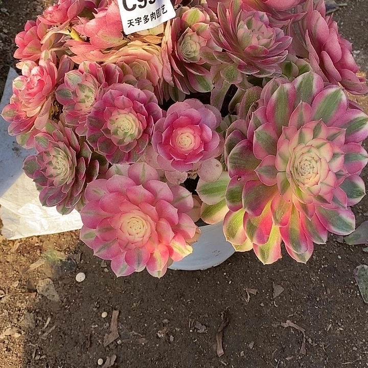 h***h多肉植物倾城993多肉