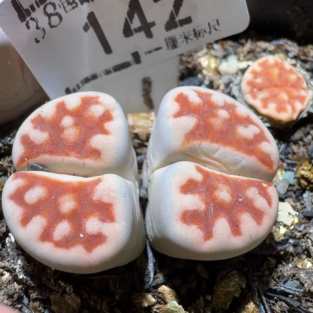 Ssss清货价便宜出142