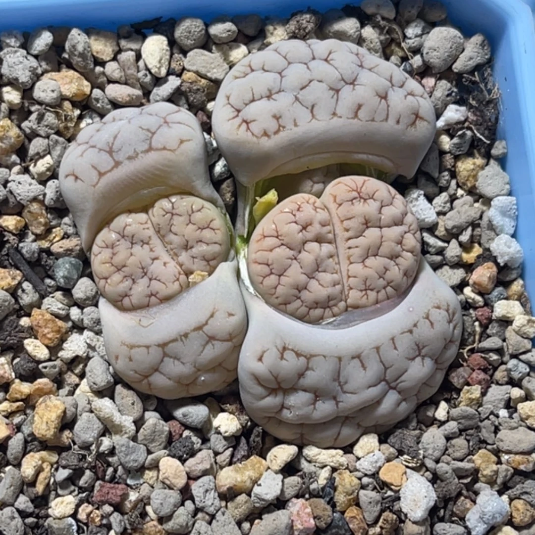 7116三头白底凹凸189