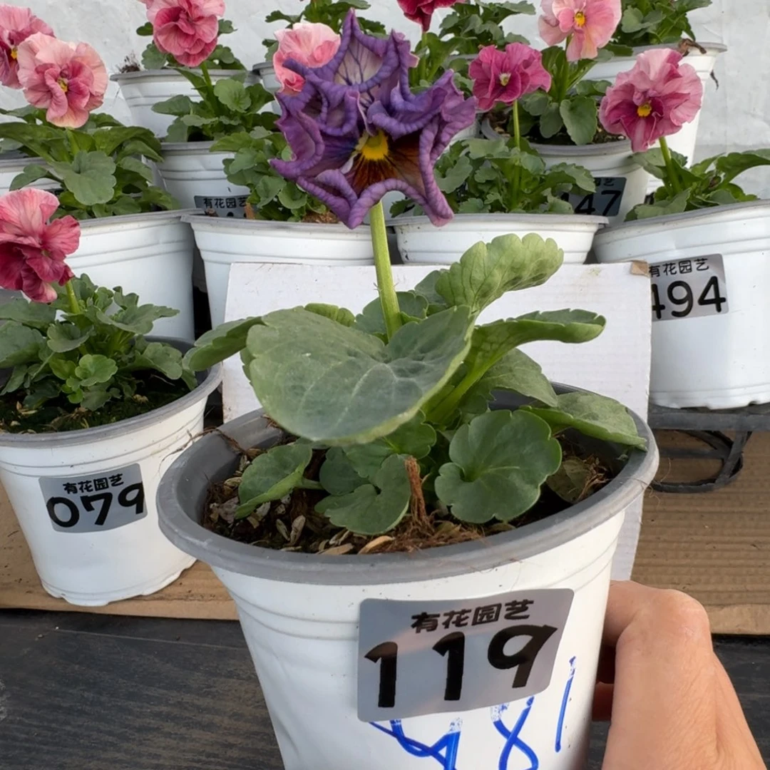 全部花朵119号角堇