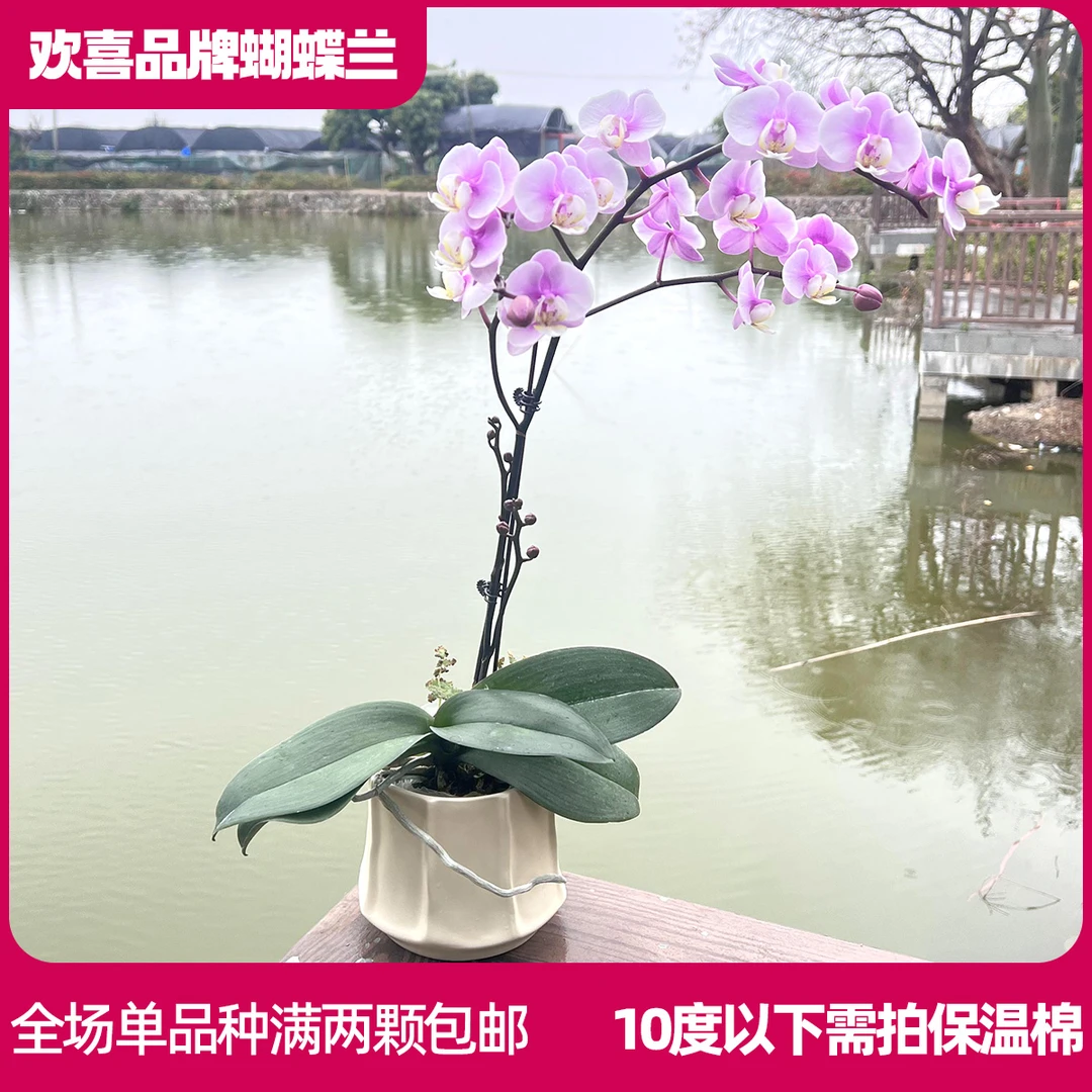 【小梅花】蝴蝶兰室内绿植鲜花高级礼品