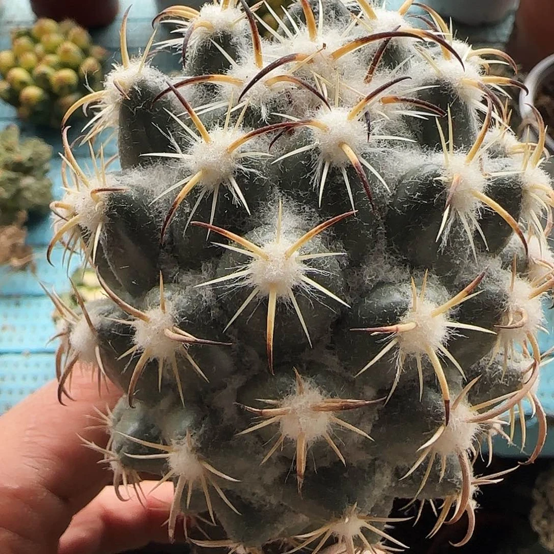 钢钉290仙人球开花