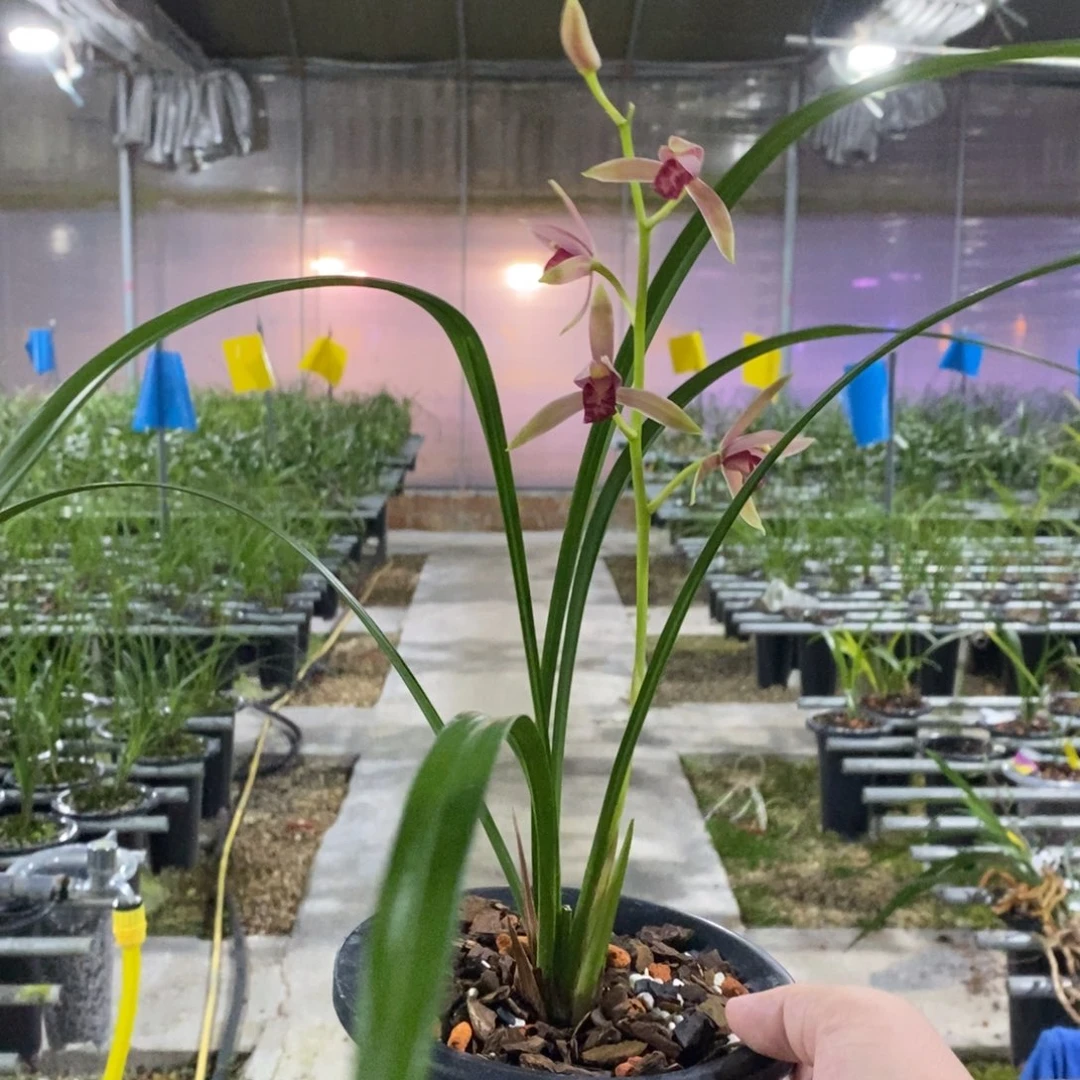 当前无花栽培后可以开花