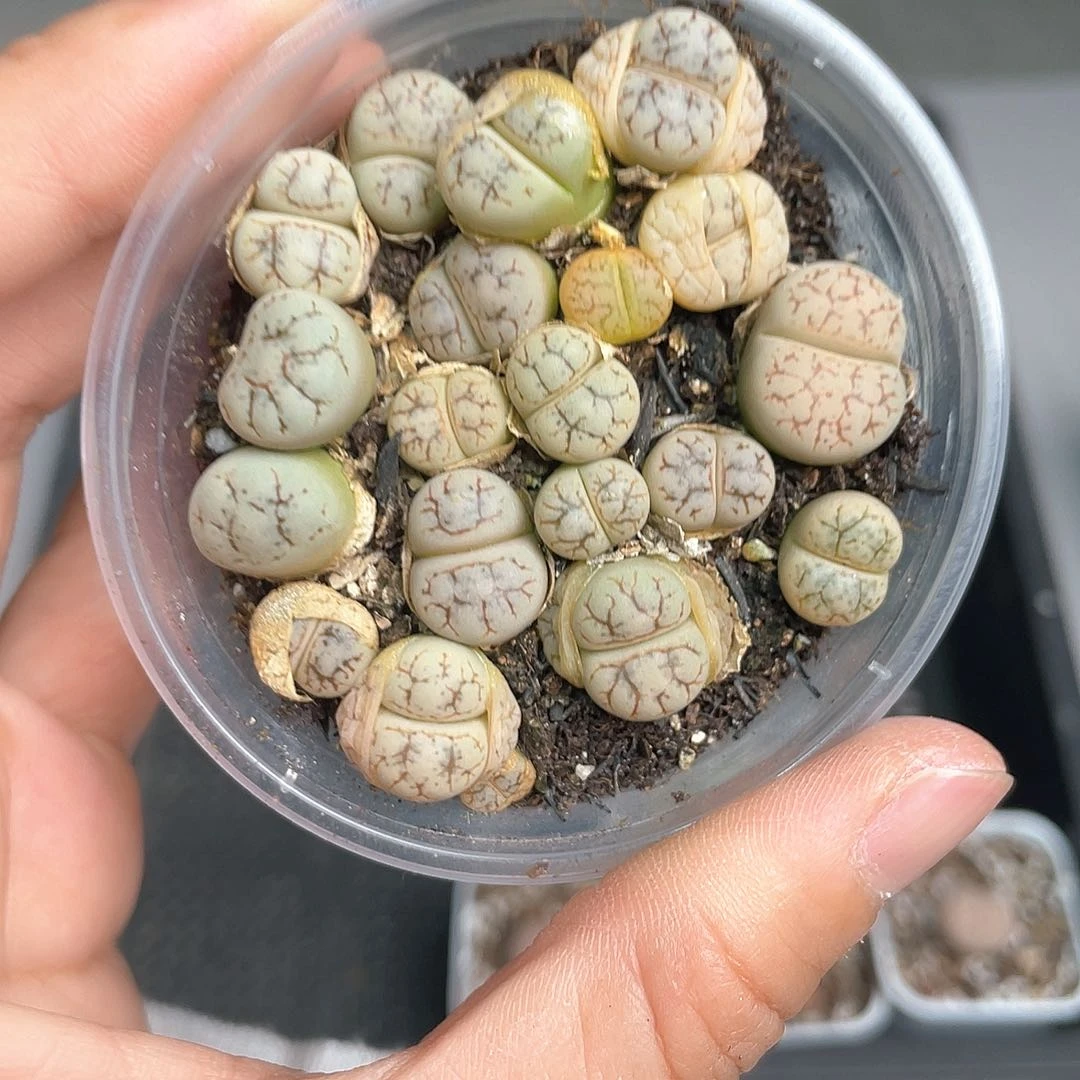 3115大棚清仓甩卖了