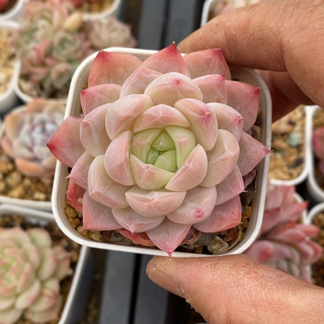 精品多肉一物一拍不包整177