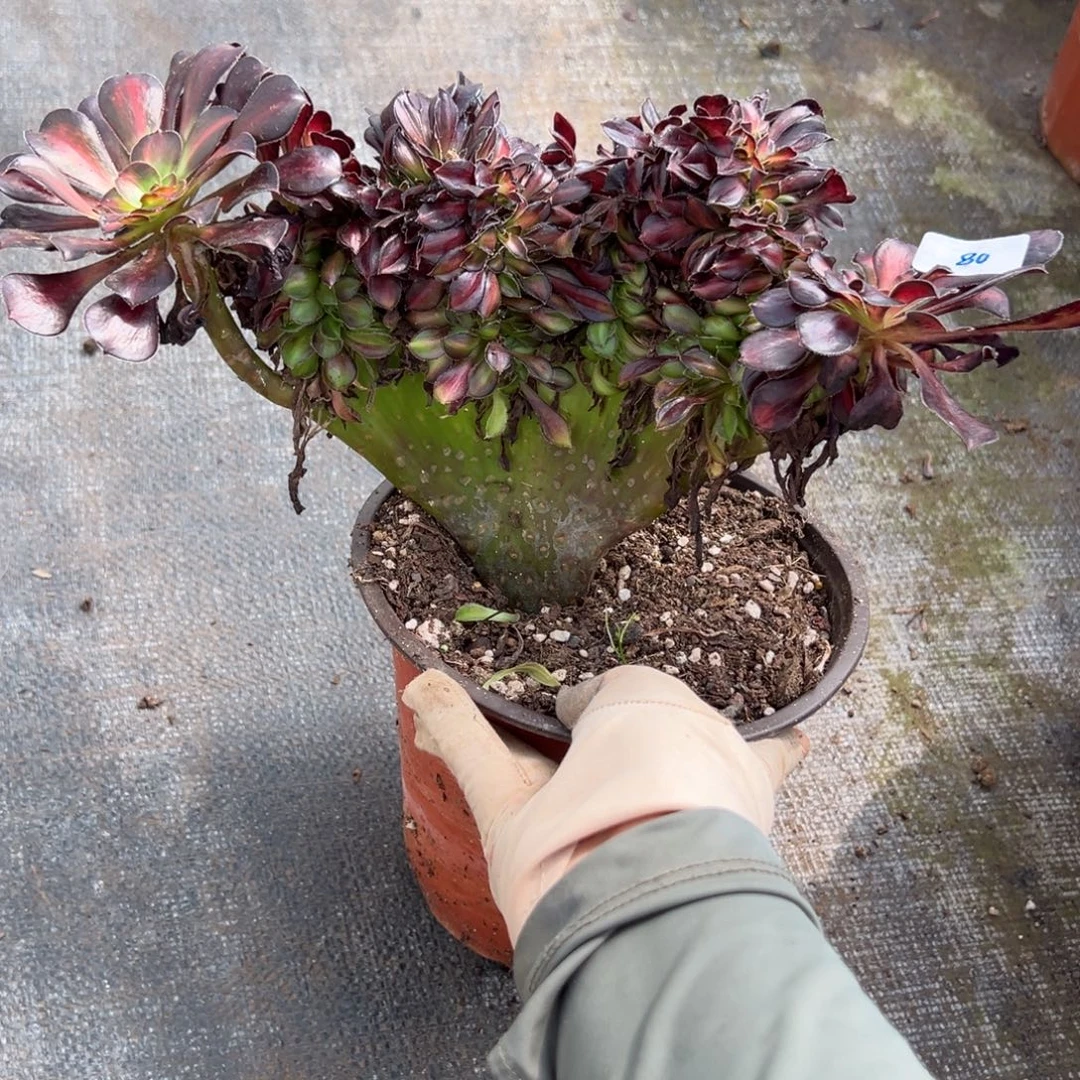 80晚霞缀多肉植物紫