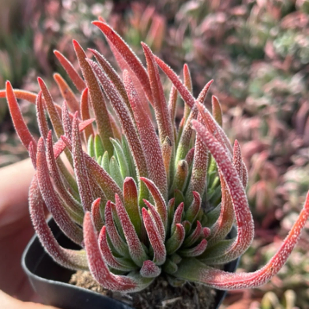 莫塞尔湾章鱼多肉植物一盆