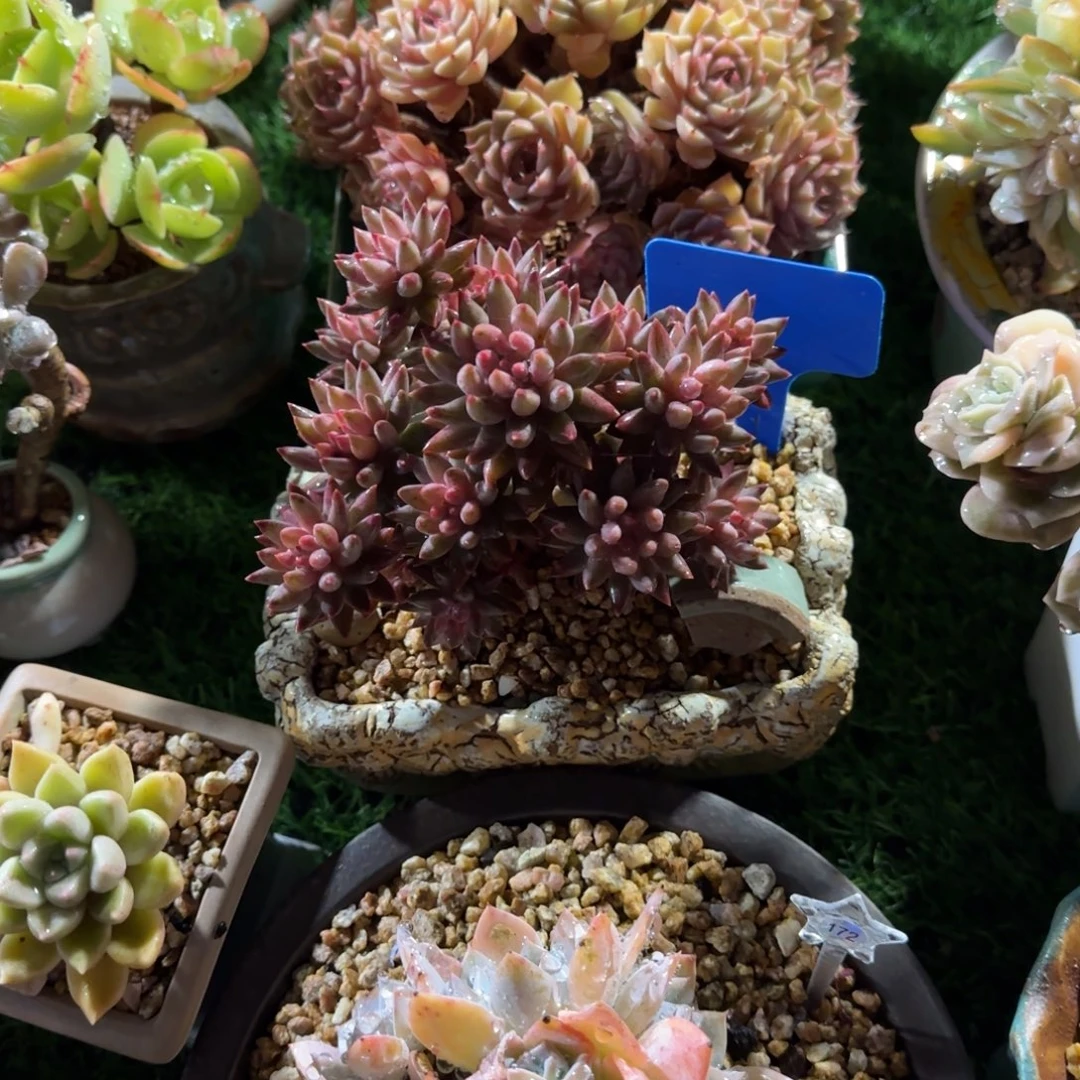 多肉植物原始车厘子