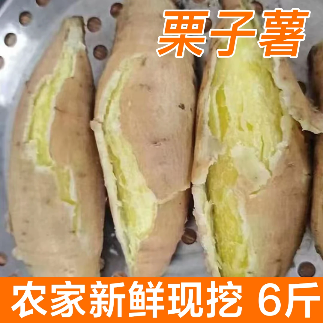 湛江吴川番薯栗子薯农家自种现挖新鲜板栗薯