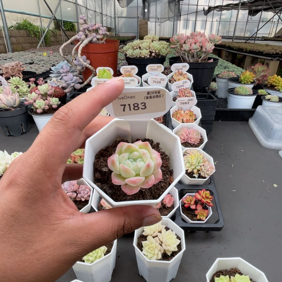 7183美梦4.0厘米