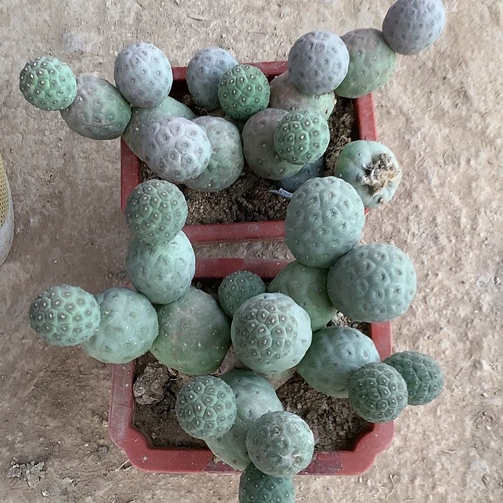 【闪购商品】35头绿皮无刺洞洞习
