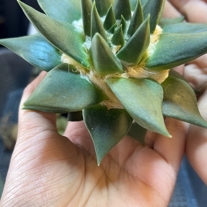 苗接龙牙牡丹无根10公分