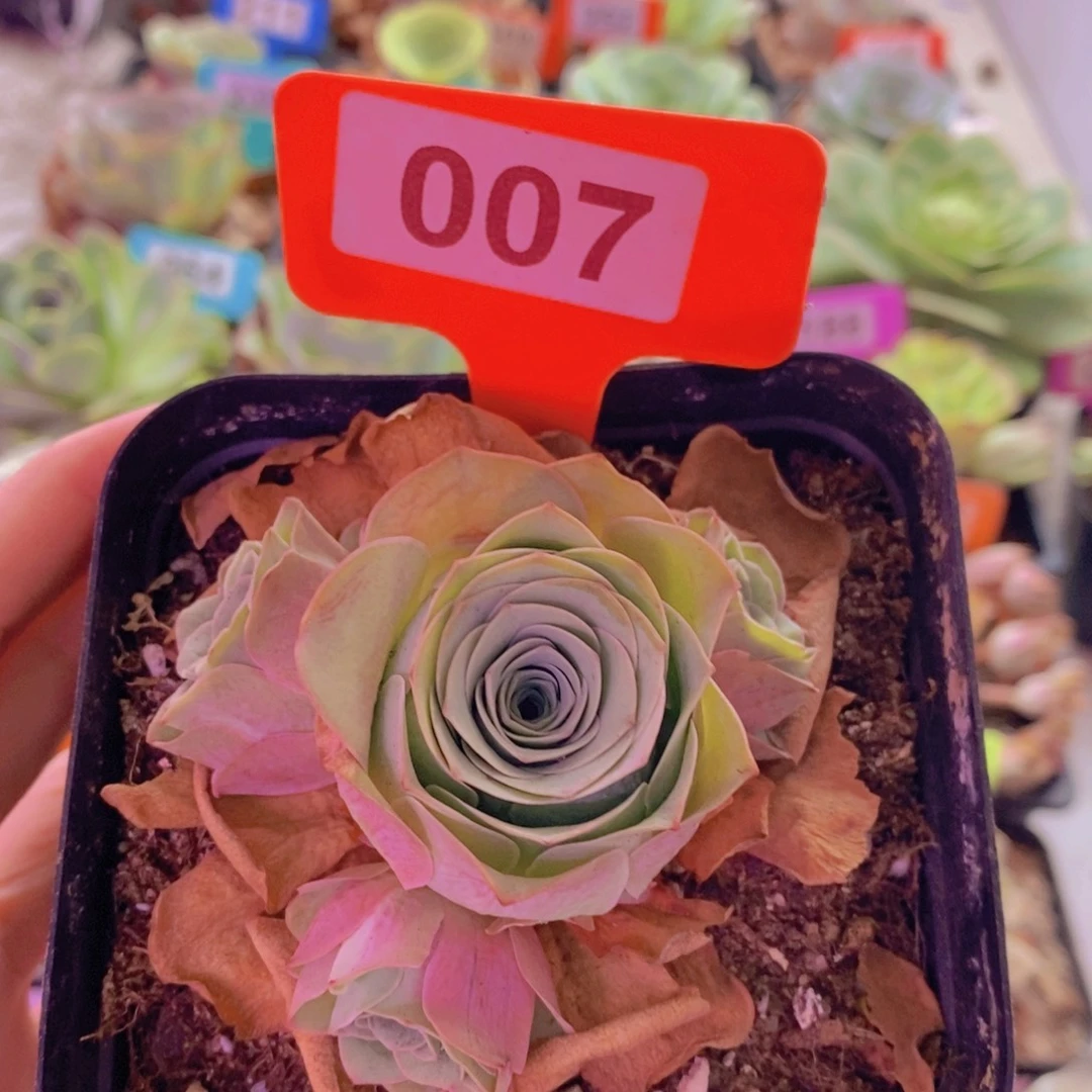 山地玫瑰一物一拍小玉007