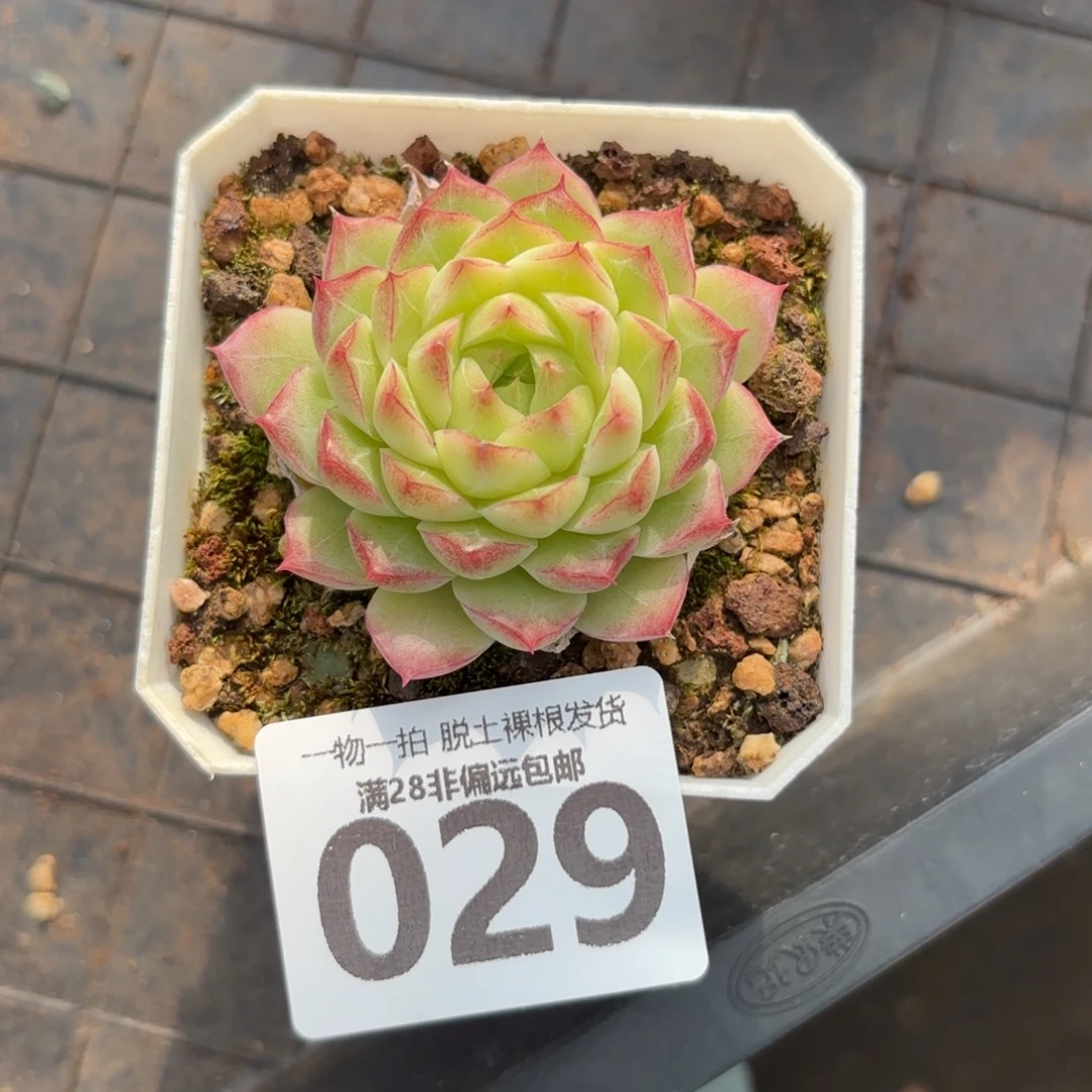 优选珍妮无盆土发货