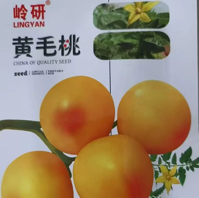 【黄毛桃柿子种子】四季种植盆栽地栽阳台小院种植