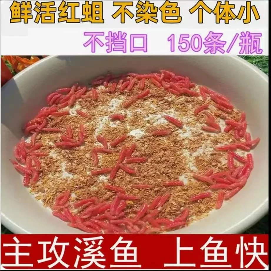 【新鲜红虫】鲜活钓鱼蛆虫活体鱼饵活虫红色活蛆白条马口红蛆野钓