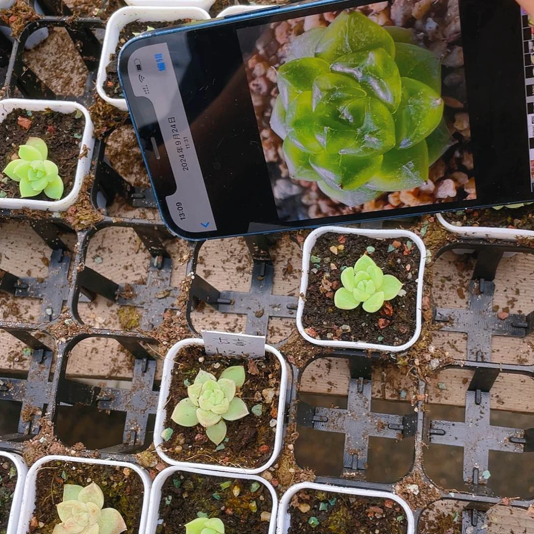 七喜盆一个满25包邮