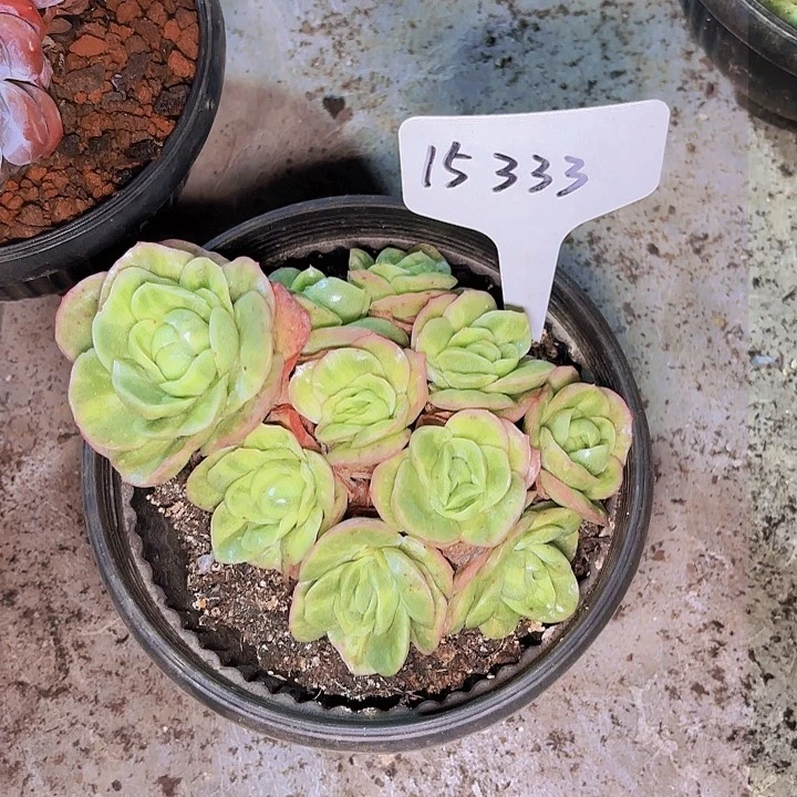 ?****4冰玫瑰一物一拍15333
