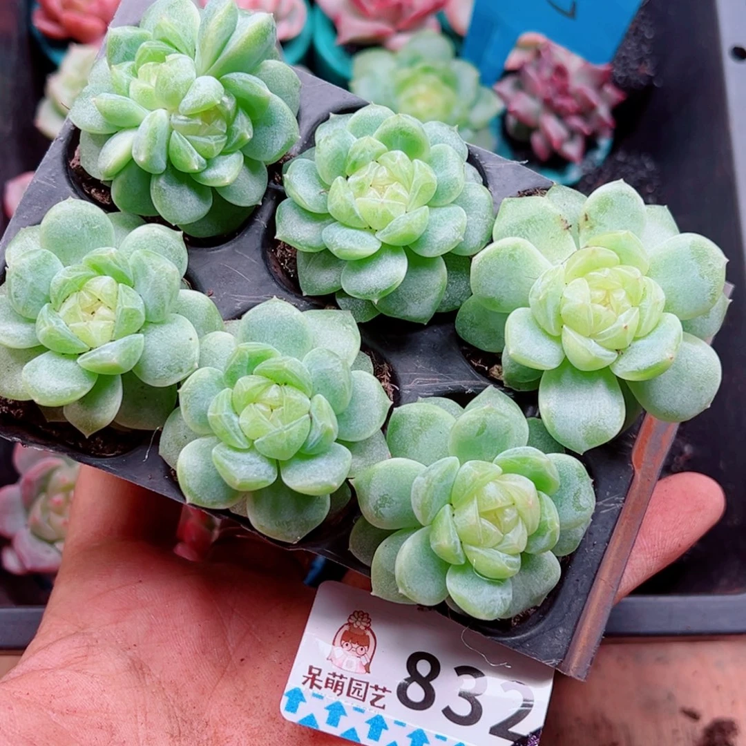 喜***眉多肉植物多肉植物