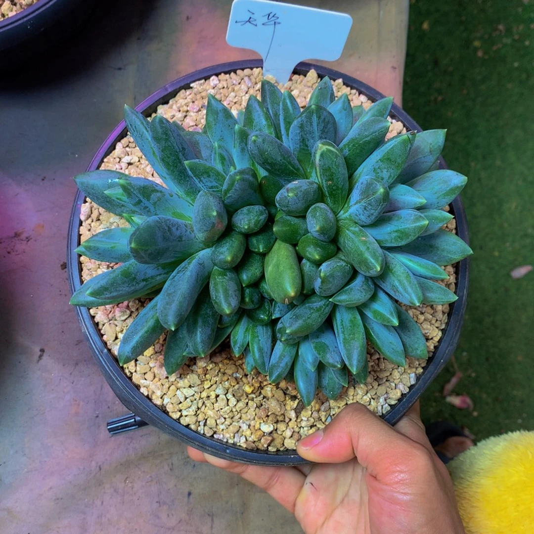 天***华哈哈哈哈哈哈哈哈哈哈哈比