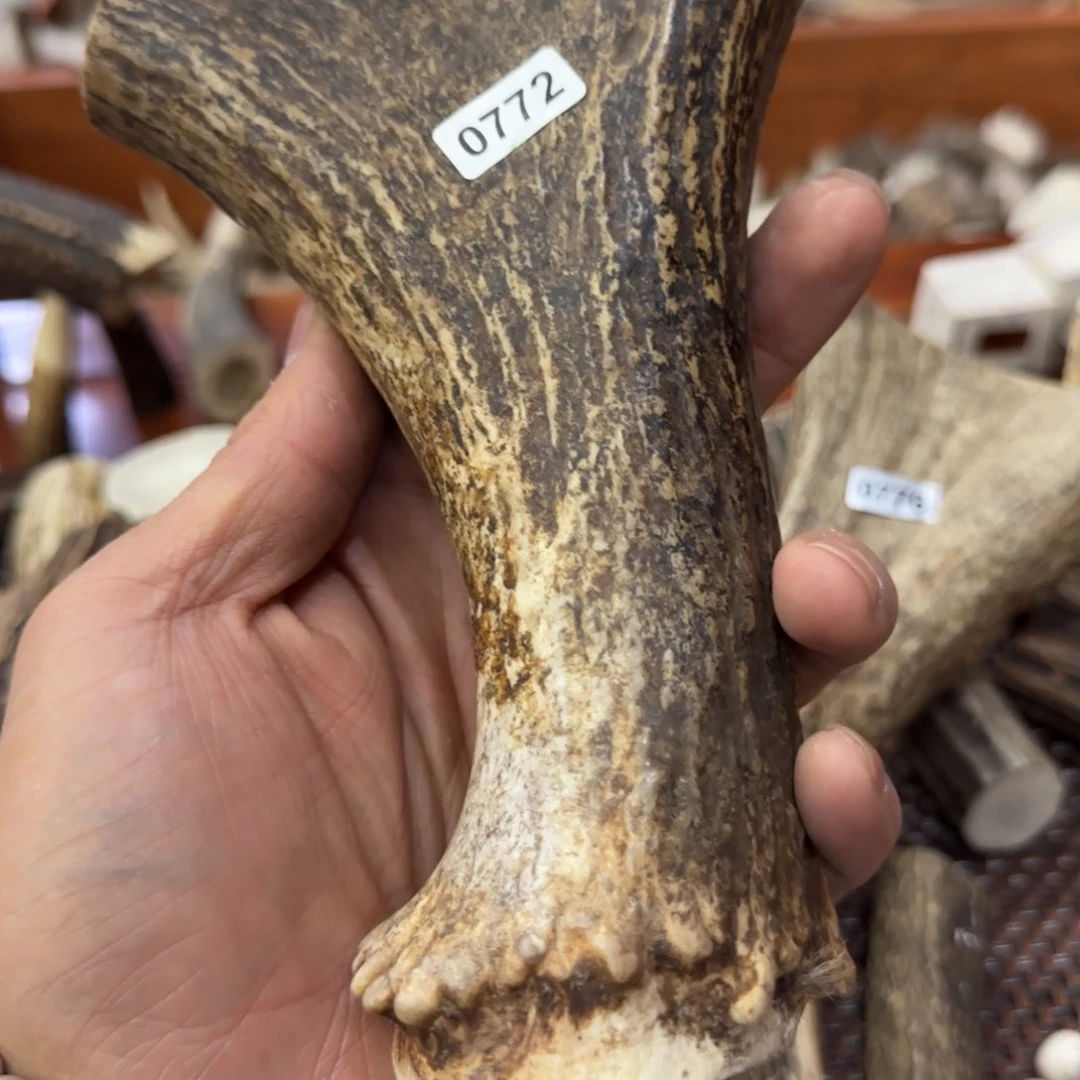 鹿骨其他弹弓料0772