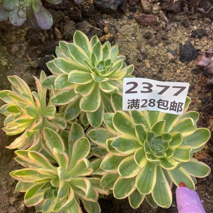 2377三号棚清莲多肉植物l
